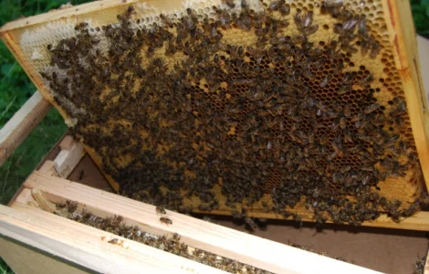 Пропоную бджолопакети з матками 2025 року