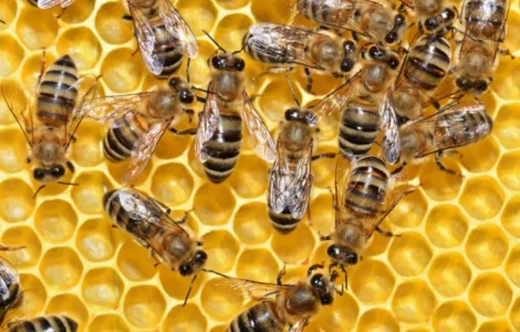 Пропонуються бджолопакети Українська рамка