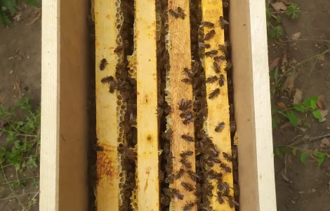 Бджолосім'я та бджолопакети з ящиком