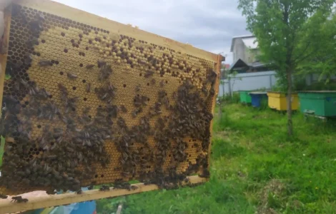 Бджолопакети карпатських бджіл 2025