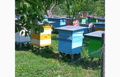 Продается 70 пчелопакетов Карпатка - отличный выбор для вашей пасеки