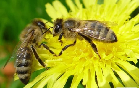 Пропонуються 4-х рамочні бджолопакети Поліської породи бджіл