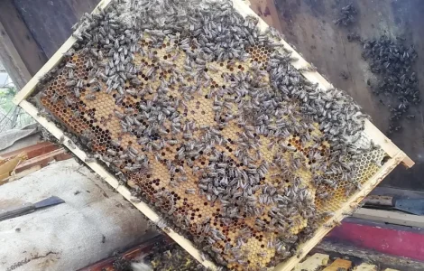 Пропоную бджолопакети карпатських бджіл