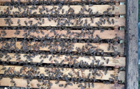 Реалізую відводки та пакети бджіл породи Карніка