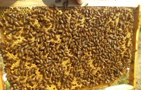 Продаю бджолопакети Карпатка, Закарпаття, 130 сімей