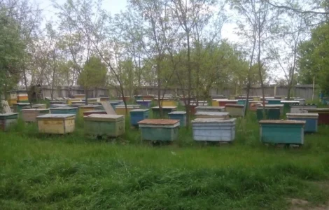 Продам 15 пчелосемей вместе с ульями