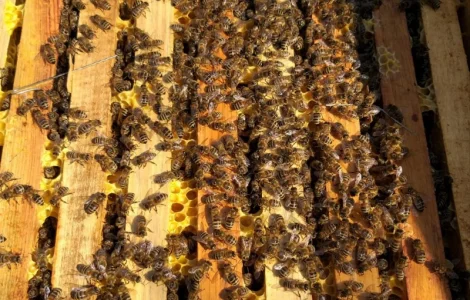 Пчелосемьи карпатской породы на продажу