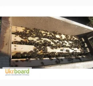 Продаются пчелопакеты