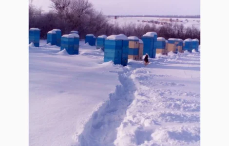 Продаються пчолосім'я карпатки