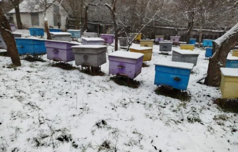 Продам пасіку: бджолосім’ї, бджолопакети, вулики