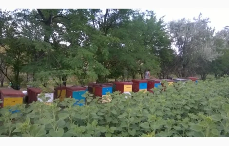 Пропонуються бджолосімї на весну 2026 року