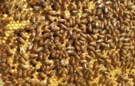 Продажа пчелосемей в с. Козельщина