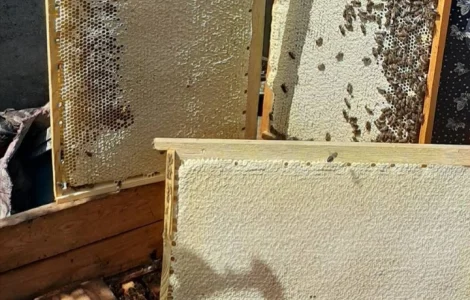 Продаються бджолосім'ї карпатки