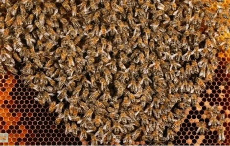 Продаются пчелосемьи Украинской степной породы