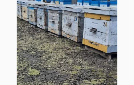 Продам бджолосім’ї та бджолопакети української степової породи