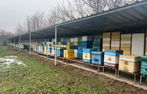 Продам свою пасеку, пчелосемьи, с вагончиком