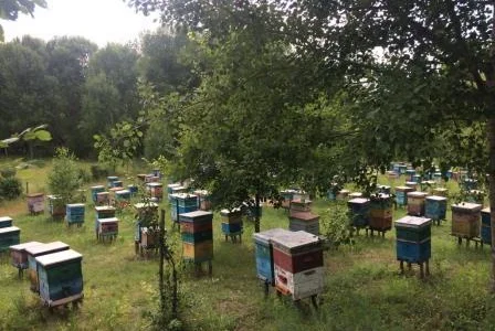 Продам пасеку