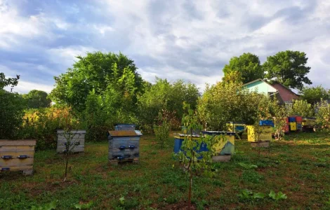 Продам вулики із бжолами