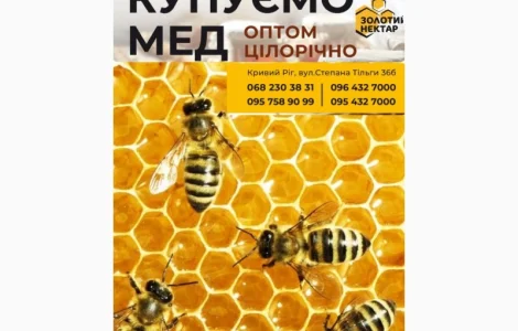 Закупаем мед оптом