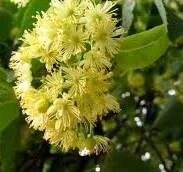 Закупка меда оптом без антибиотиков