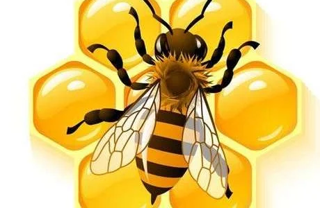 Купуємо мед оптом в Дніпропетровській області