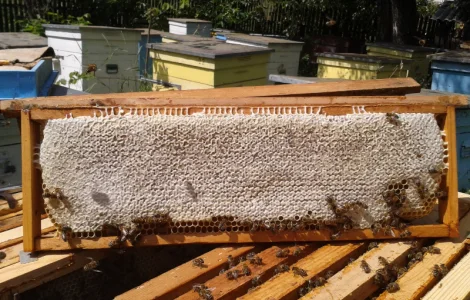 Продается стільниковий мед в рамках