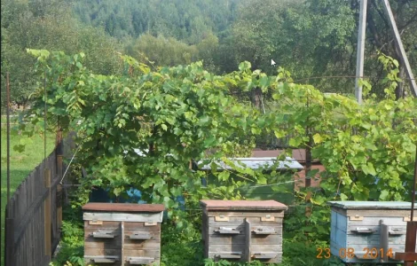 Лісовий мед - натуральний та екологічно чистий
