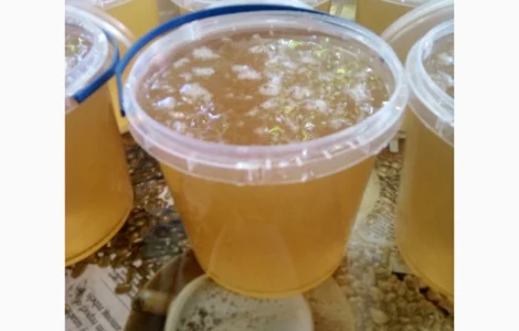 Продается мёд подсолнечника и мёд из рабса