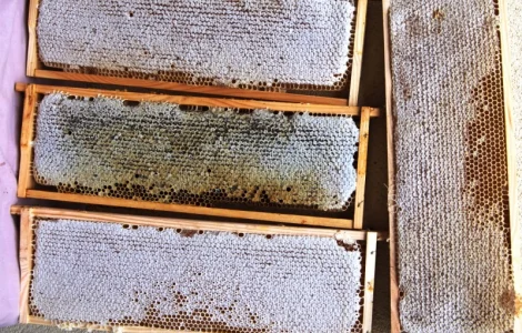 Мед в сотах 2025 года сбора