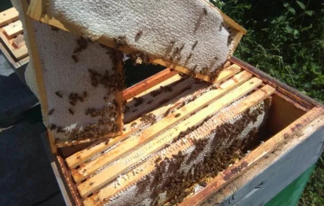 Мед из Закарпатья - натуральный продукт