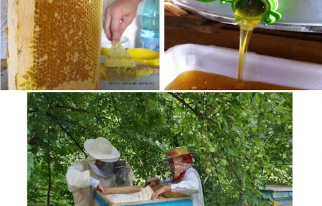 Мед на продаж 2018 року – липа, акація, соняшник