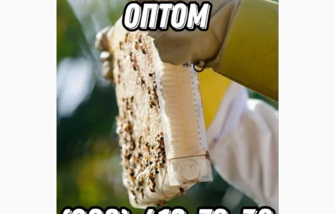 Закупівля меду оптом