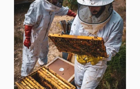 Мед з власної пасіки в Києві