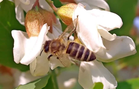 Продам мед з власної пасіки АКАЦІЯ БІЛА (ПАДЕВИЙ) 2023 РІК
