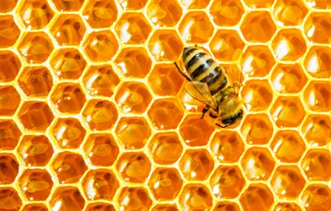 Купуємо мед оптом по Дніпропетровській області