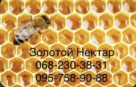 Закупаем рапсовый и подсолнечный мед оптом