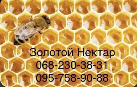 Рапсовый и Подсолнечный МЁД оптом