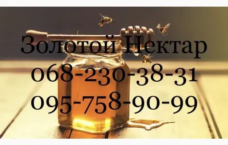 Купуємо Ріпаковий та Соняшниковий мед