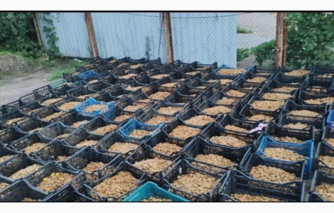 Кісточка абрикосова