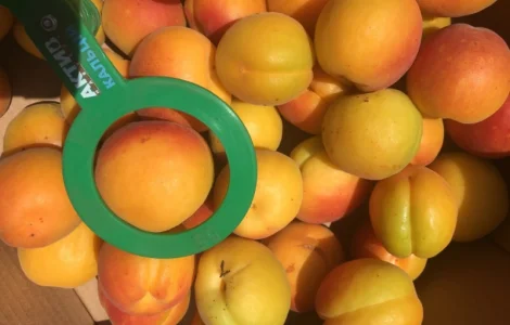 Продаємо абрикос товарний і на переробку. Врожай 2025 р Реєструємо ПДВ