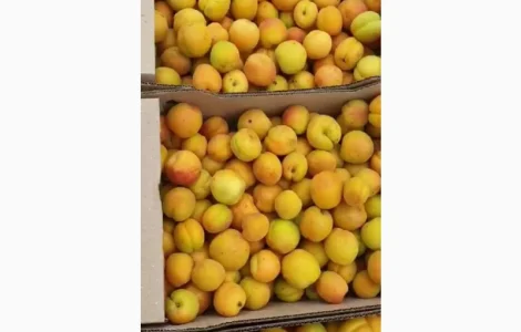 Закуповуємо абрикос на переробку