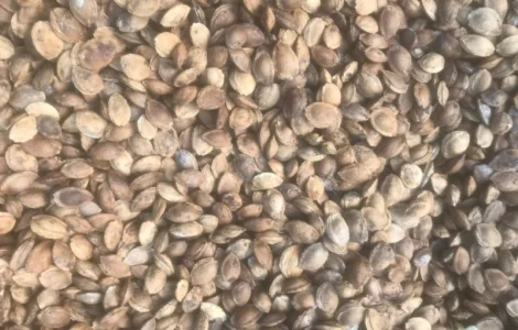 Продам кістку абрикоса