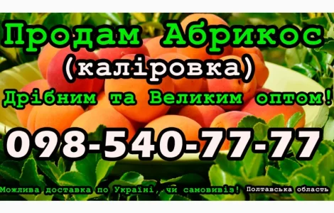 Реалізую Абрикос Каліровка, цього сезону