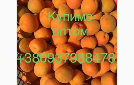 Купляємо абрикос 2023 від 10 тон, доставка самовивіз, потрібно 200т в місяць