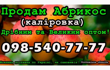 Продаю Абрикос на постійній основі
