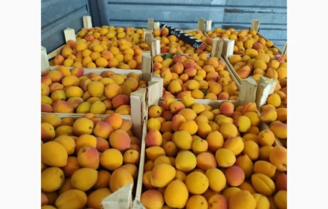 Продам абрикосы