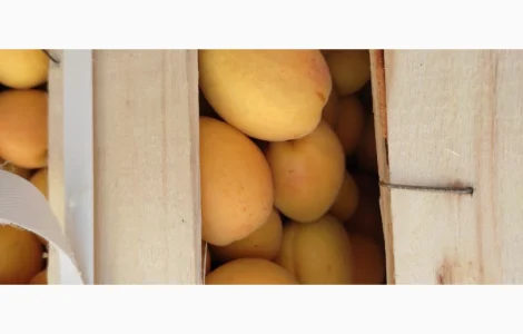 Продам абрикосы из Молдовы отличного качества