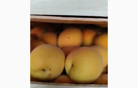 Продам молдавский абрикос