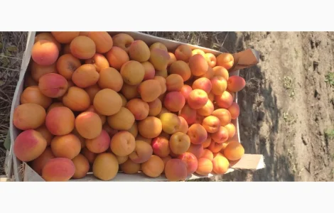 Продам качественный молдавские абрикосы