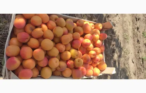 Якісні молдавські абрикоси на продажу